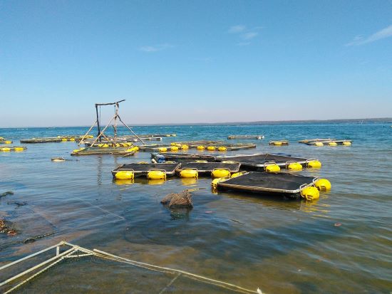 RESPONSABILIDADE AMBIENTAL - Workshop sobre aquicultura sustentável em Águas da União será realizado em Brasília